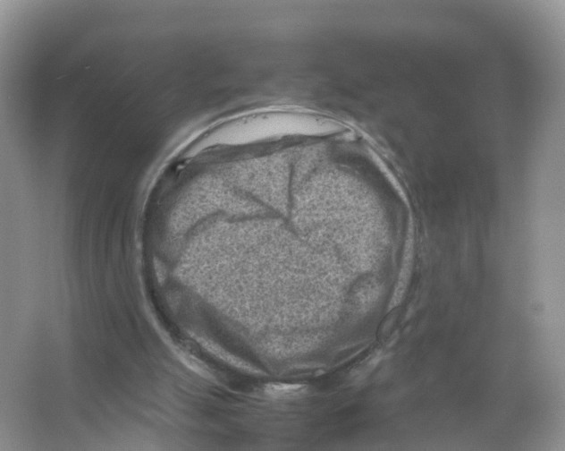 X0000066020055200603312059