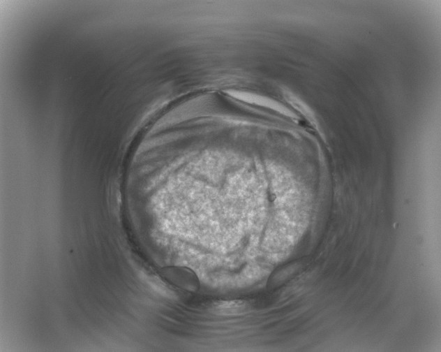 X0000066020059200603312059