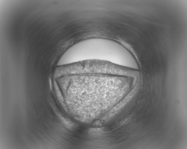 X0000066020061200603312100