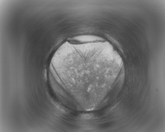 X0000066020067200603312100