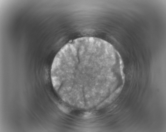 X0000066020130200603312059