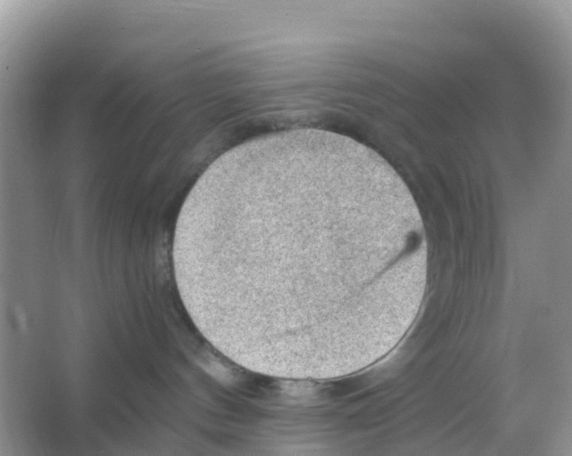 X0000066020144200603312059