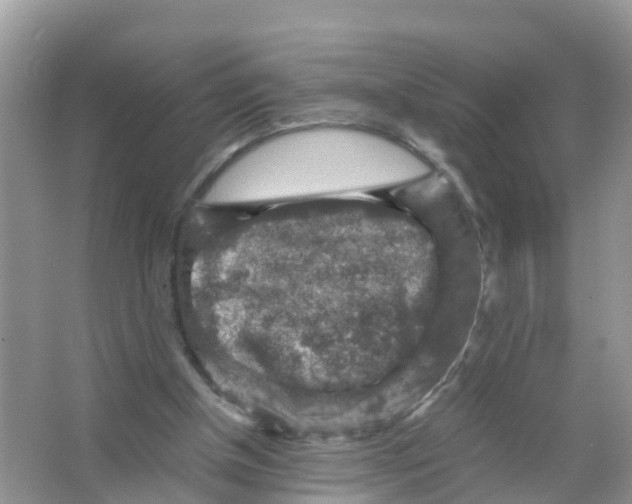 X0000066020154200603312058