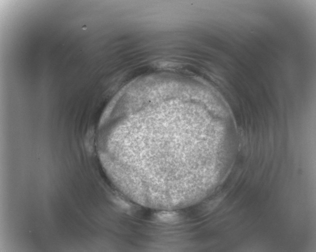 X0000066020189200603312058