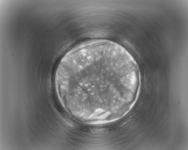 X0000066020202200603312058