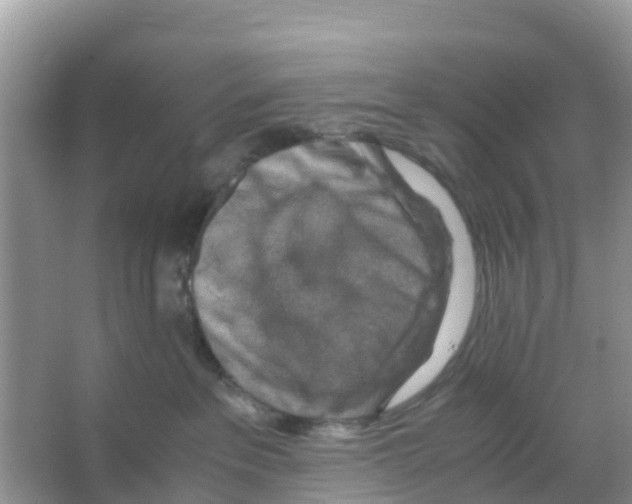 X0000066020237200603312057