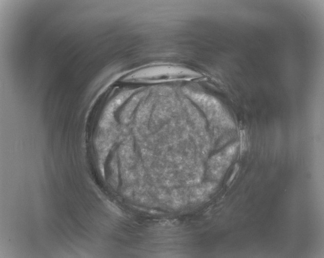 X0000066020243200603312056