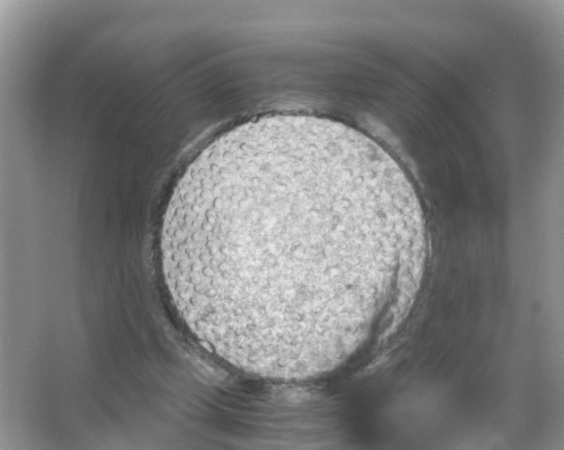 X0000066020249200603312056