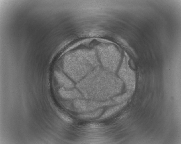 X0000066020250200603312056