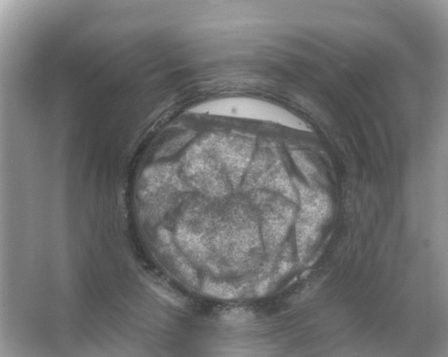 X0000066020258200603312056