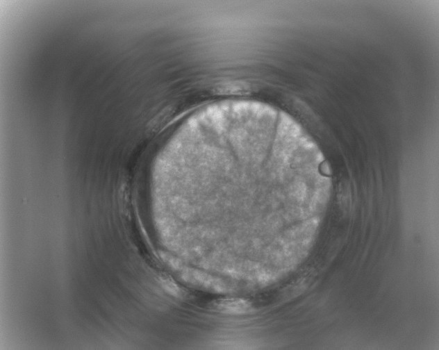 X0000066020322200603312055