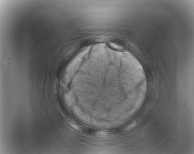 X0000066020325200603312055