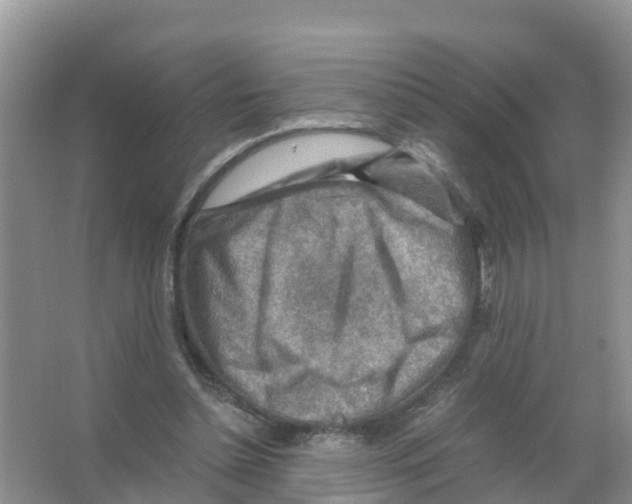 X0000066020348200603312055