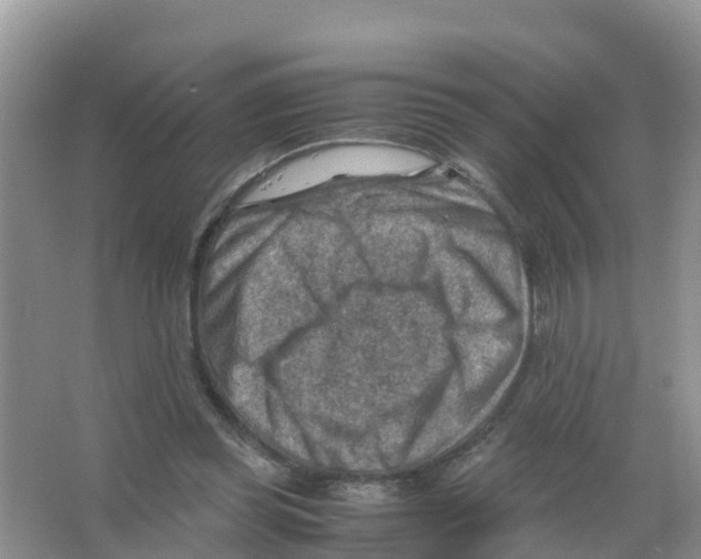 X0000066020349200603312055