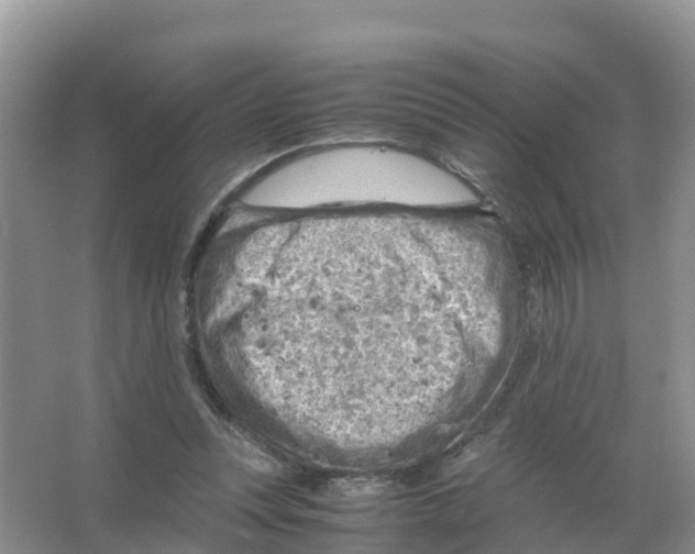 X0000066020351200603312055