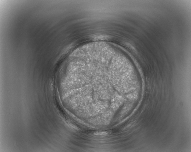 X0000066020357200603312055