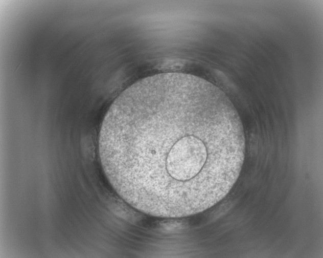 X0000066020370200603312055