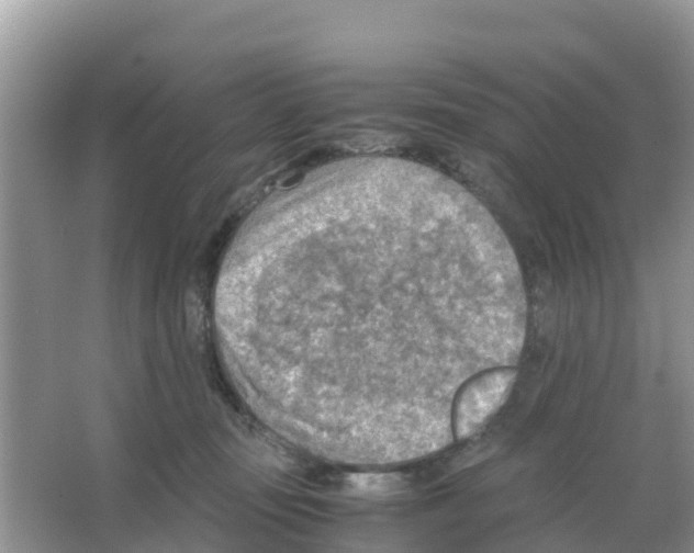 X0000066020371200603312055