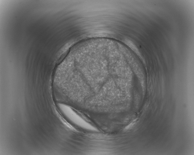 X0000066020389200603312054