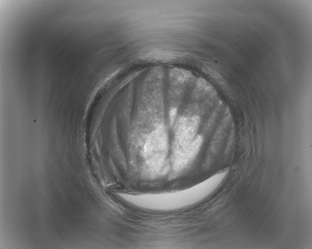 X0000066020399200603312054