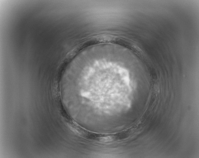 X0000066020411200603312054