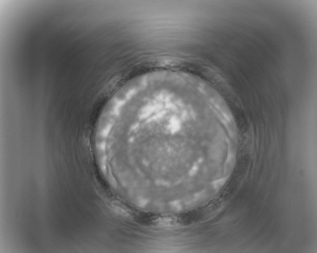 X0000066020415200603312054