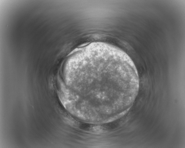 X0000066020423200603312054