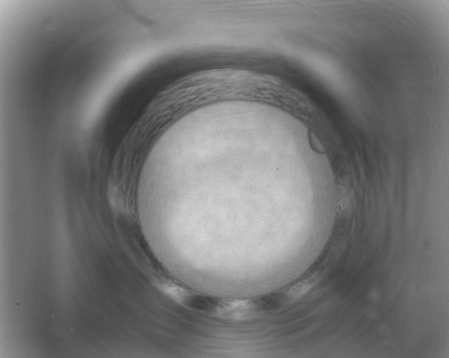 X0000066020431200603312054