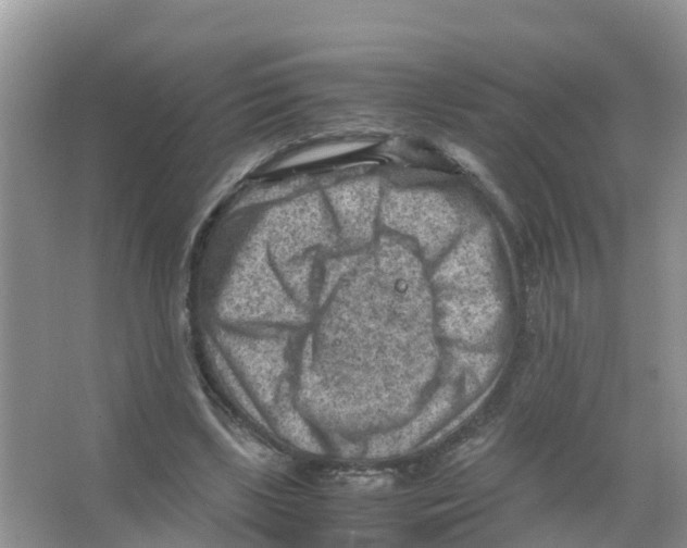 X0000066020443200603312053