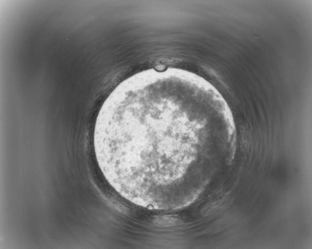 X0000066020451200603312053