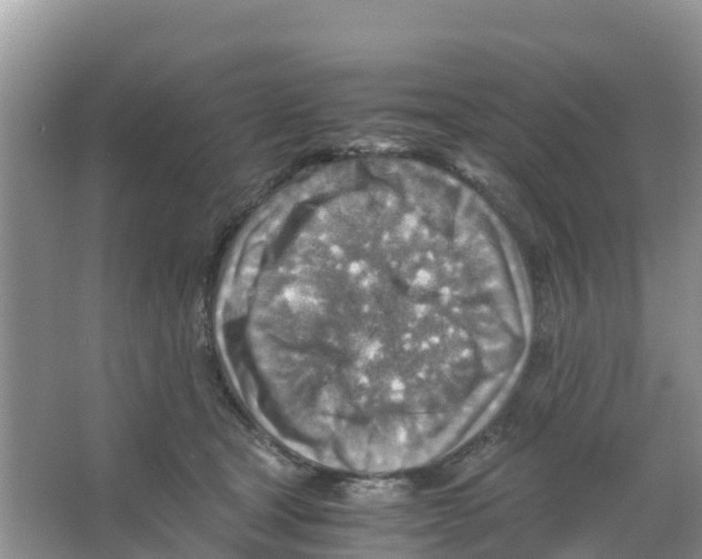 X0000066020465200603312053