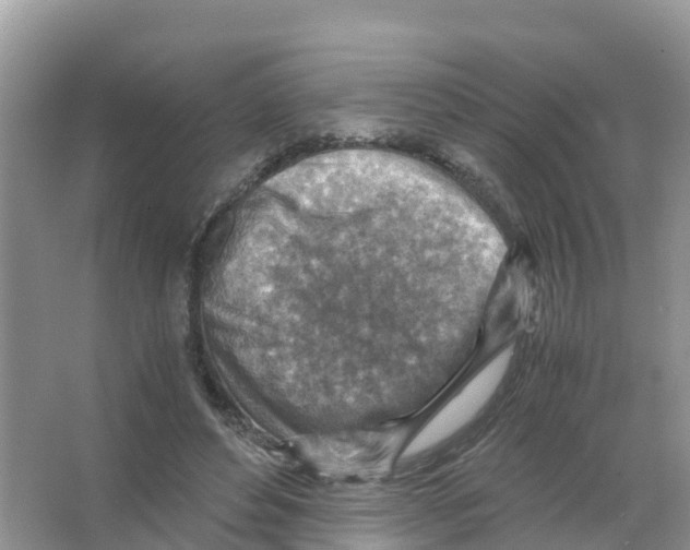 X0000066020496200603312053