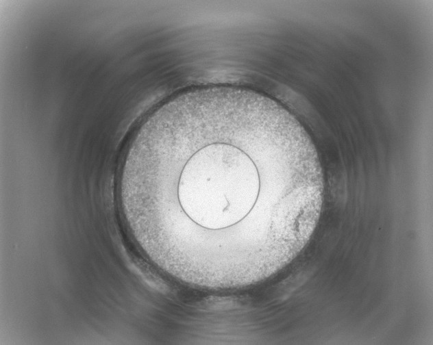 X0000066020534200603312051