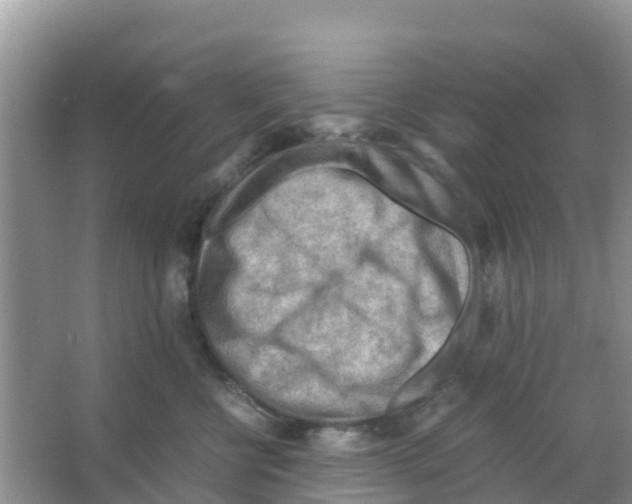 X0000066020570200603312052