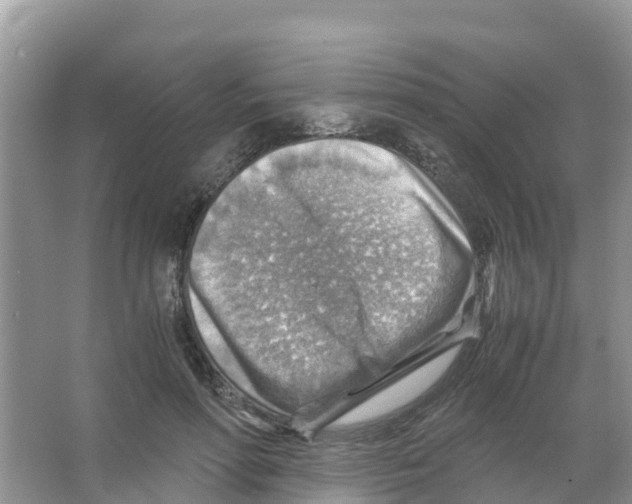 X0000066020598200603312051