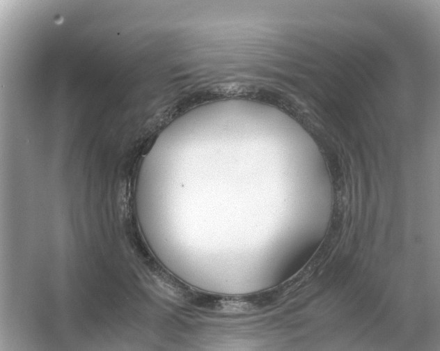 X0000066020605200603312051