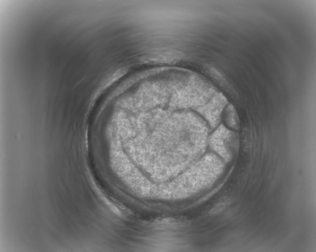 X0000066020634200603312050