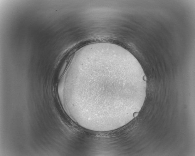 X0000066020640200603312050