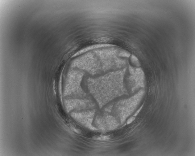 X0000066020647200603312050