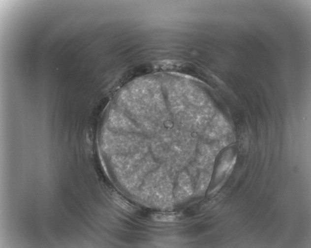 X0000066020661200603312050