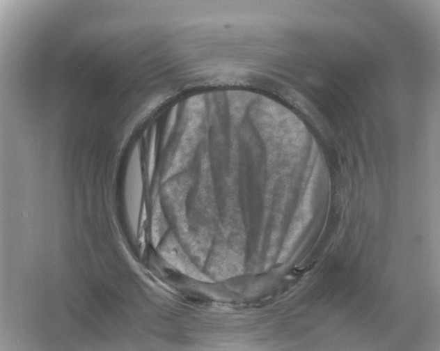 X0000066020677200603312049