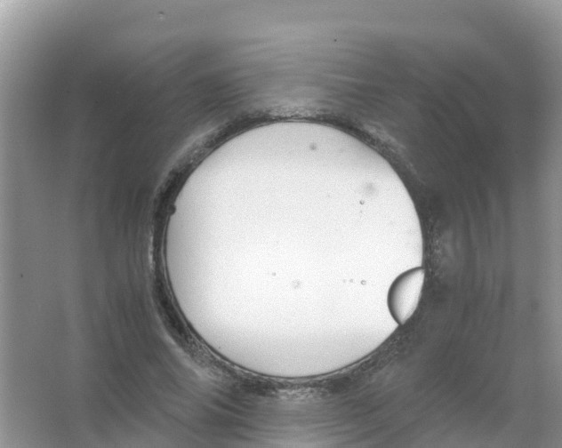 X0000066020686200603312049