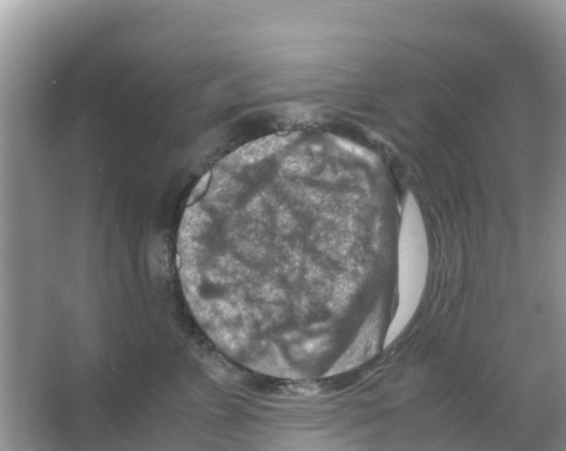 X0000066020715200603312049