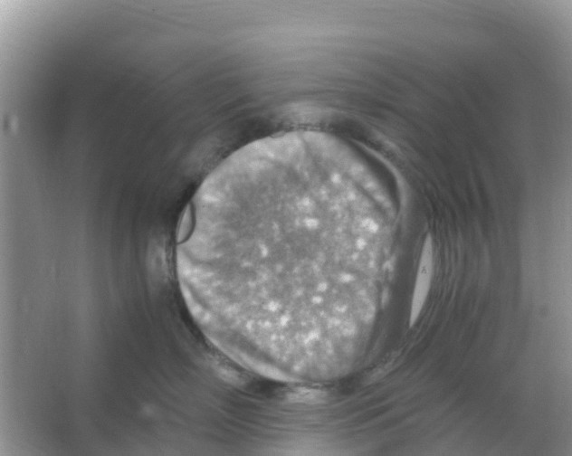 X0000066020718200603312049