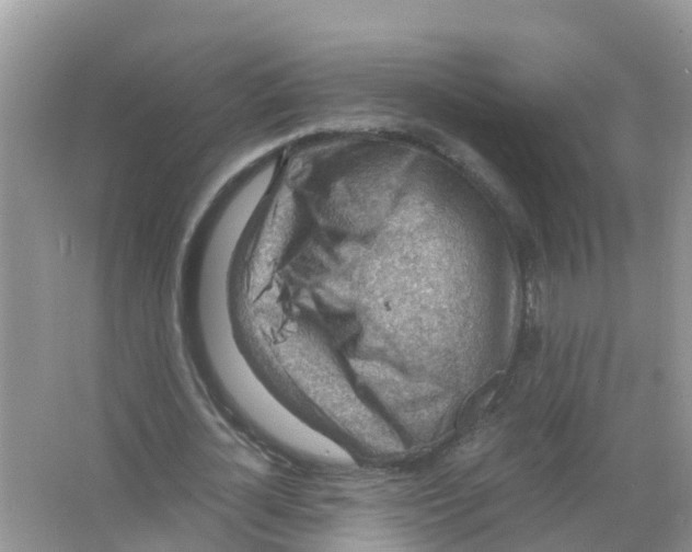 X0000066020724200603312048