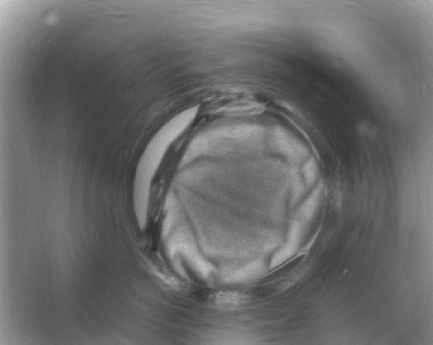 X0000066020766200603312049