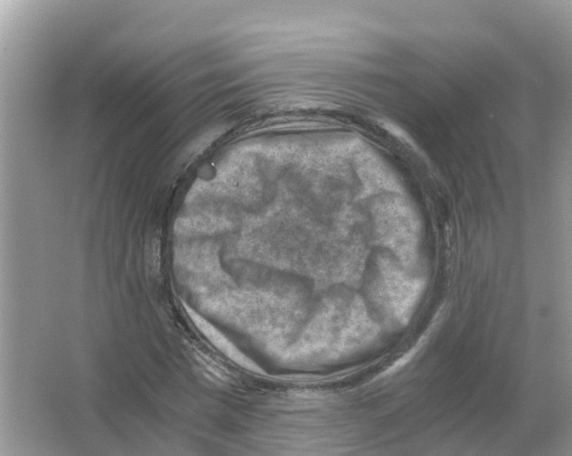 X0000066020777200603312048