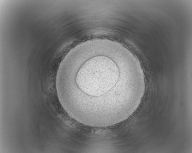 X0000066020824200603312046