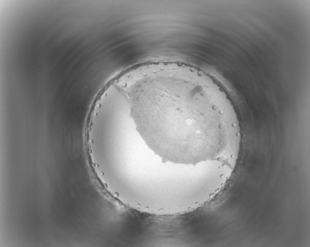 X0000066020856200603312047