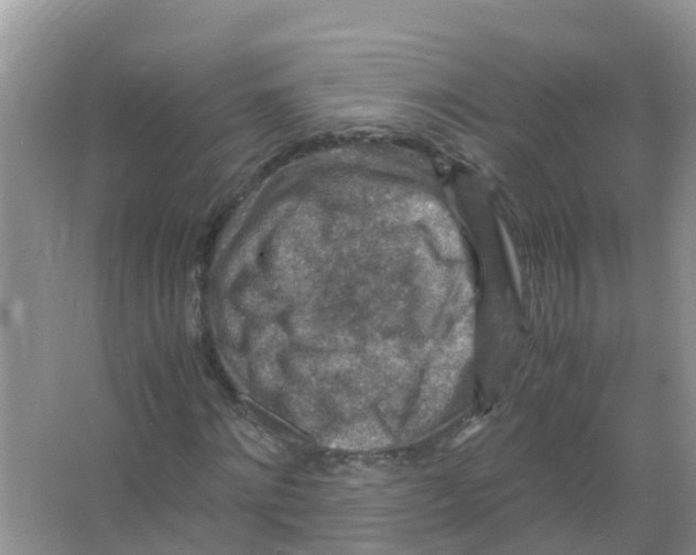 X0000066020868200603312046